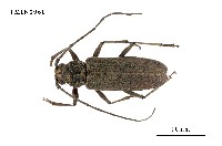 藏品(家天牛)的圖片